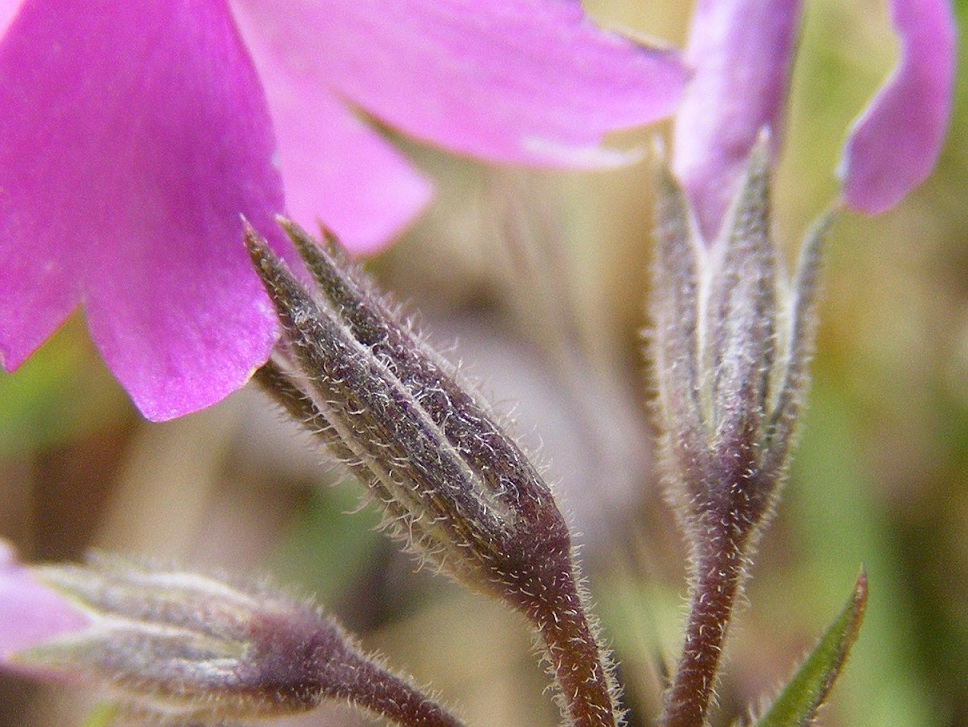 Phlox subulata